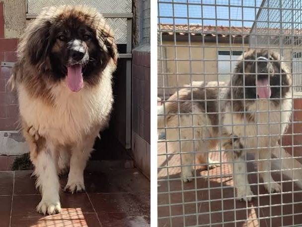 Vuoi adottare un cane a Pisa?