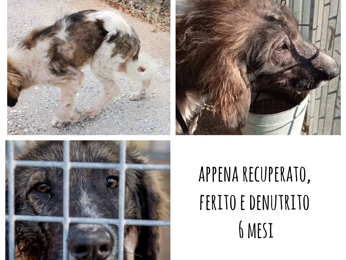 Adotta il cane Billy a Pisa