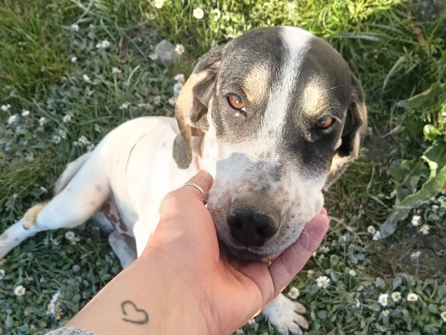 Adotta un cane, maschio, 9 mesi, Pisa