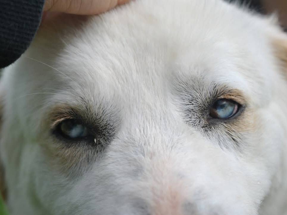 Adotta un cane, maschio, 9 anni  e 2 mesi , Pisa