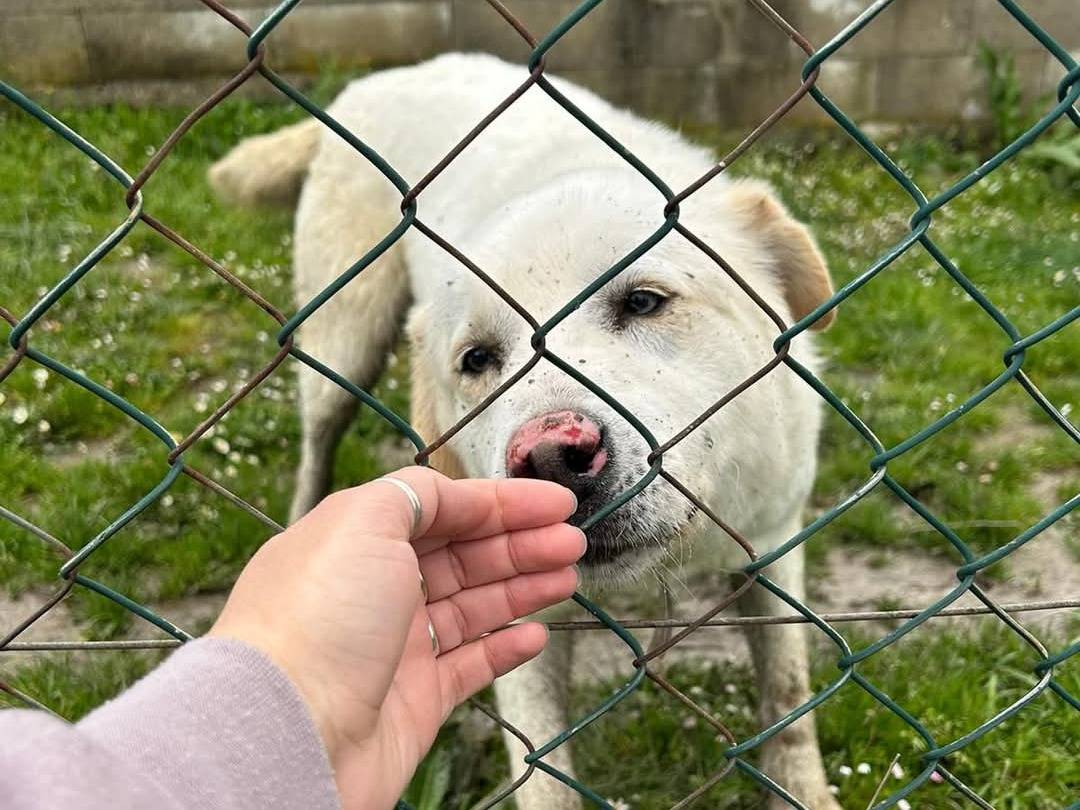 Vuoi adottare un cane a Pisa?