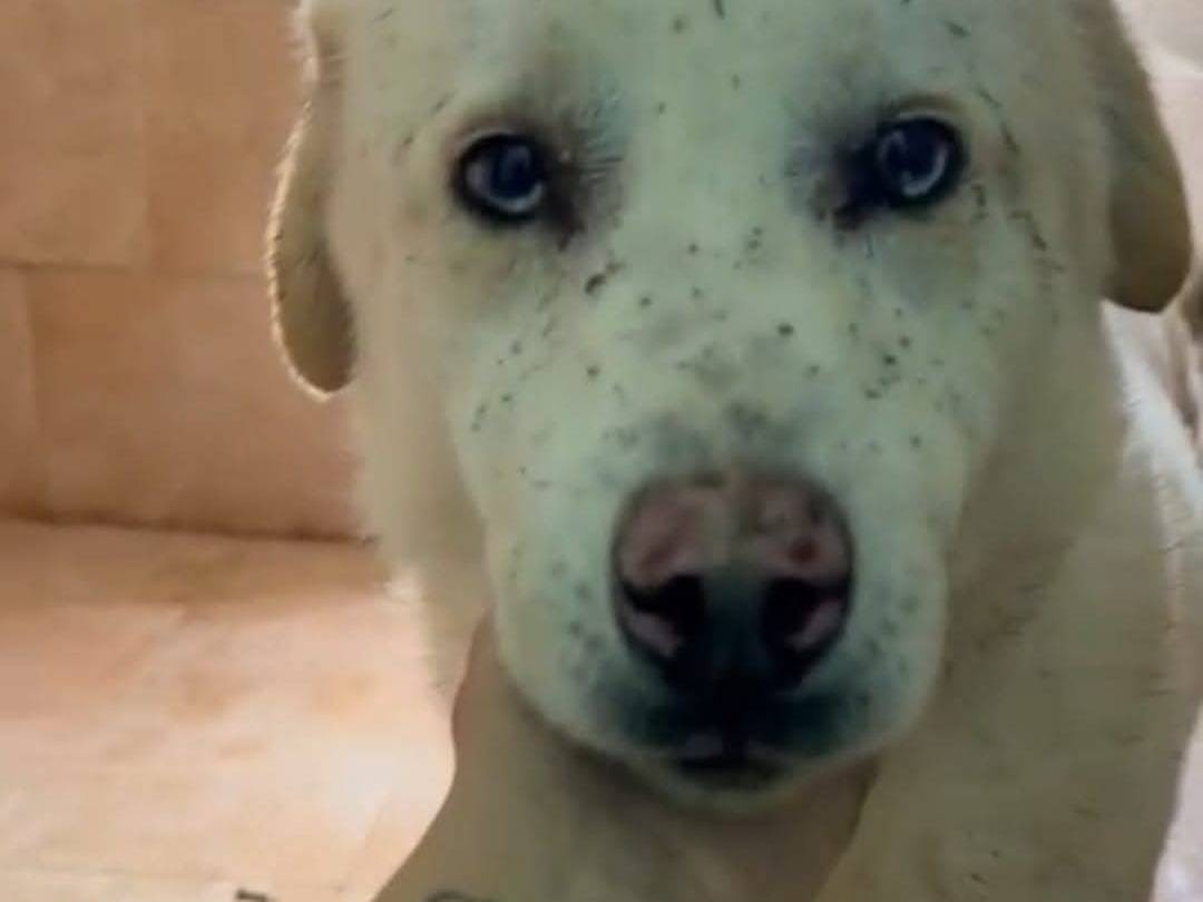 Adotta il cane Charlie a Pisa