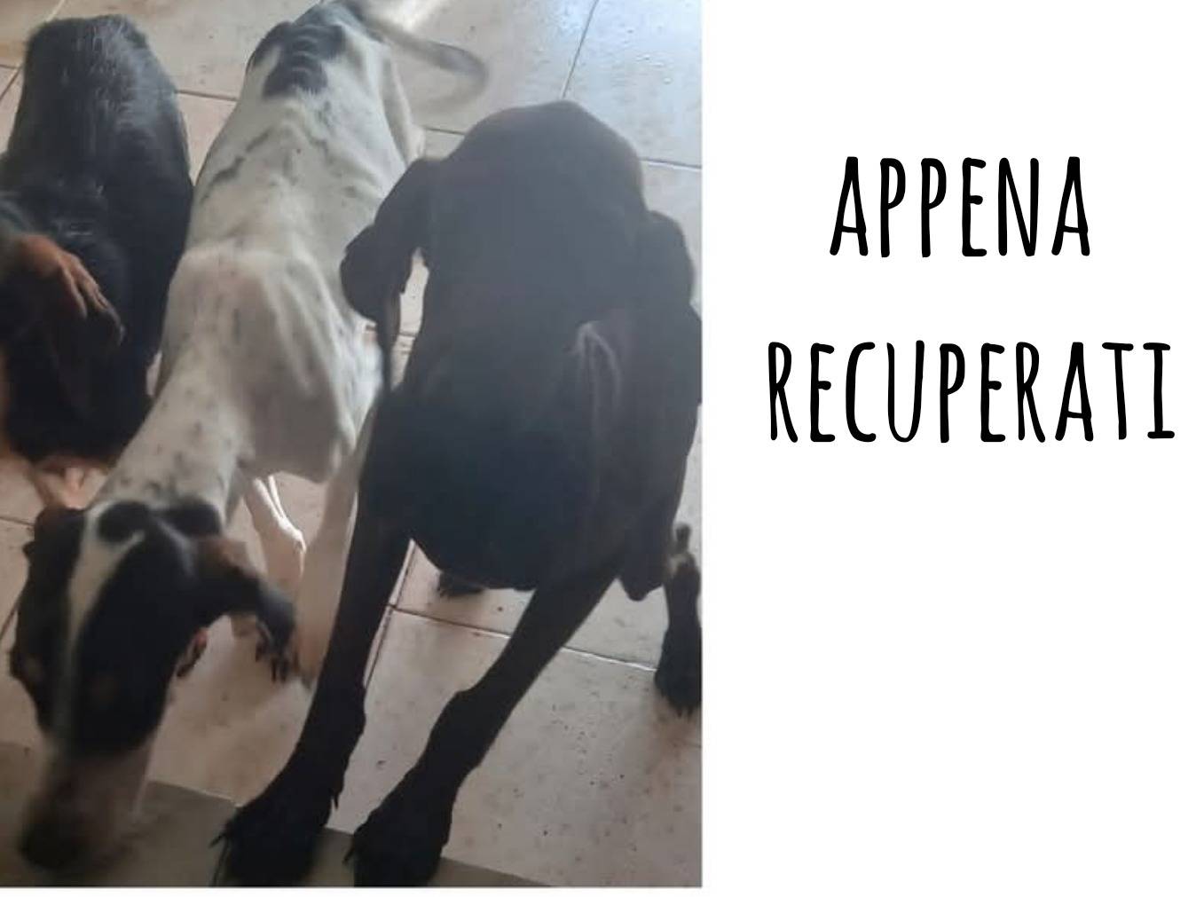 Adotta il cane Sesamo  a Pisa