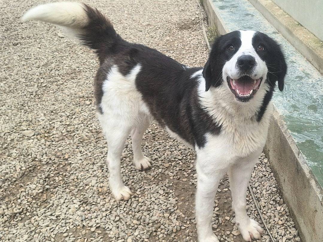 Adozione cane, femmina, Razza sconosciuta Razza sconosciuta, 2 anni  e 2 mesi , taglia grande, Teramo