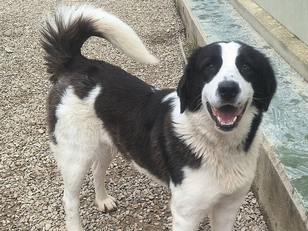 Adotta un cane, femmina, 2 anni  e 2 mesi , Teramo
