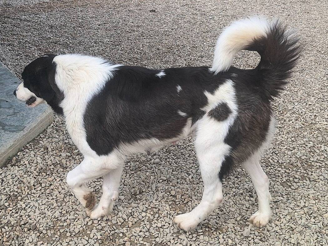Adotta un cane, taglia grande, femmina, Teramo