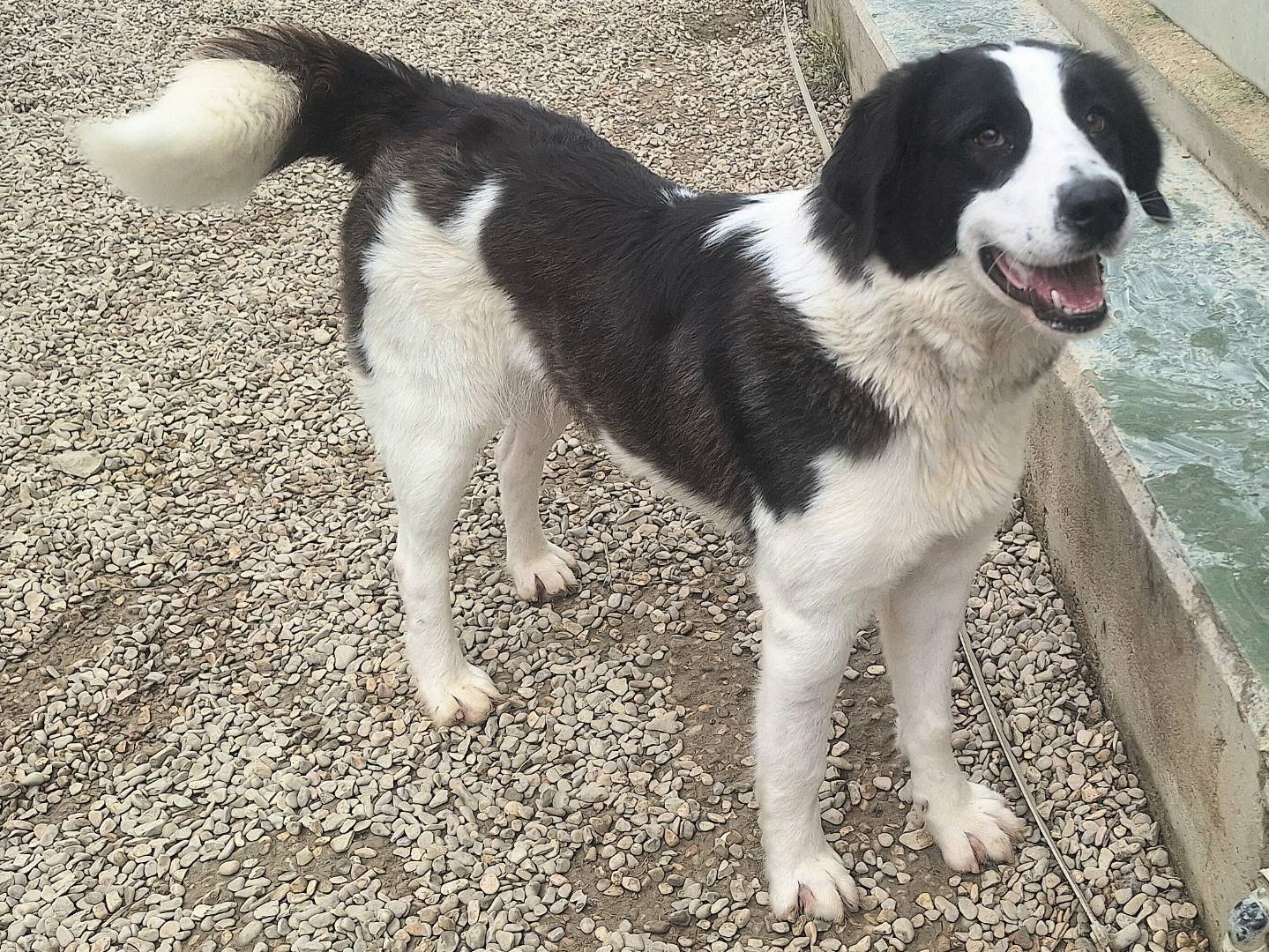 Vuoi adottare un cane a Teramo?