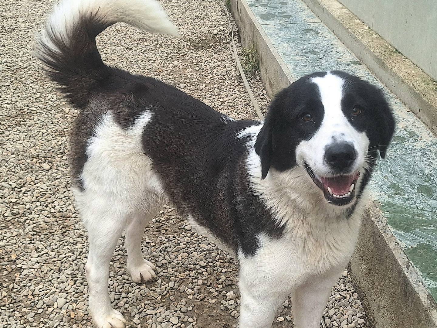Adotta il cane Mucca a Teramo