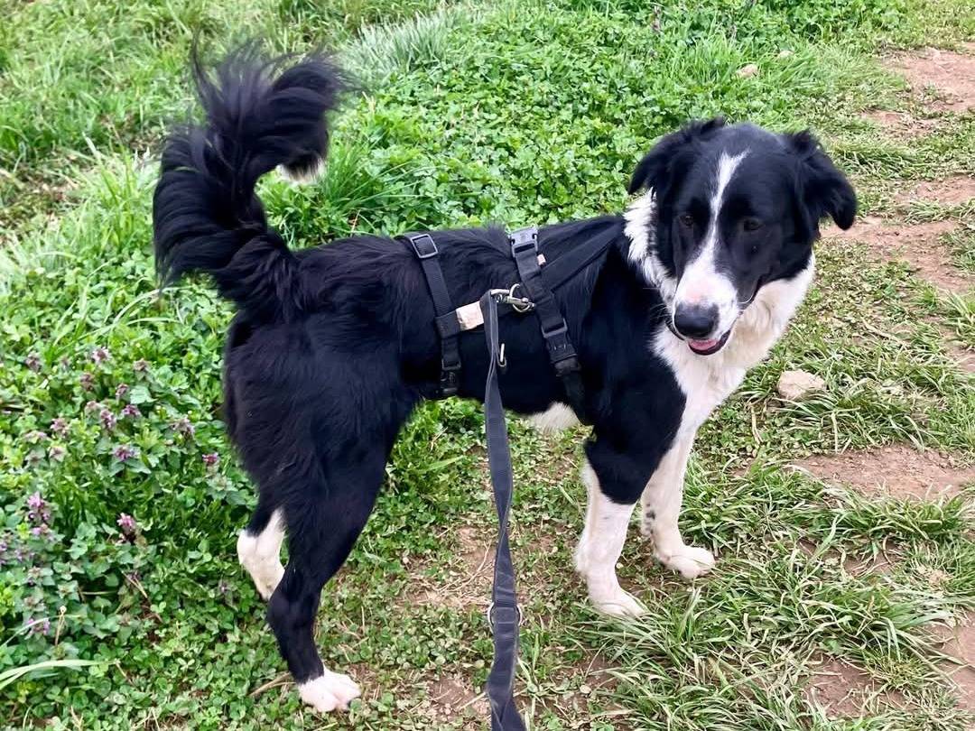 Adotta un cane, femmina, 1 anno, Milano