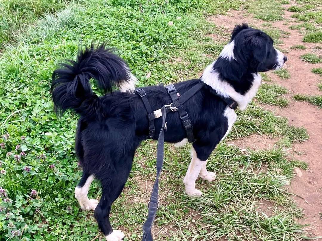 Adotta un cane, taglia media, femmina, Milano