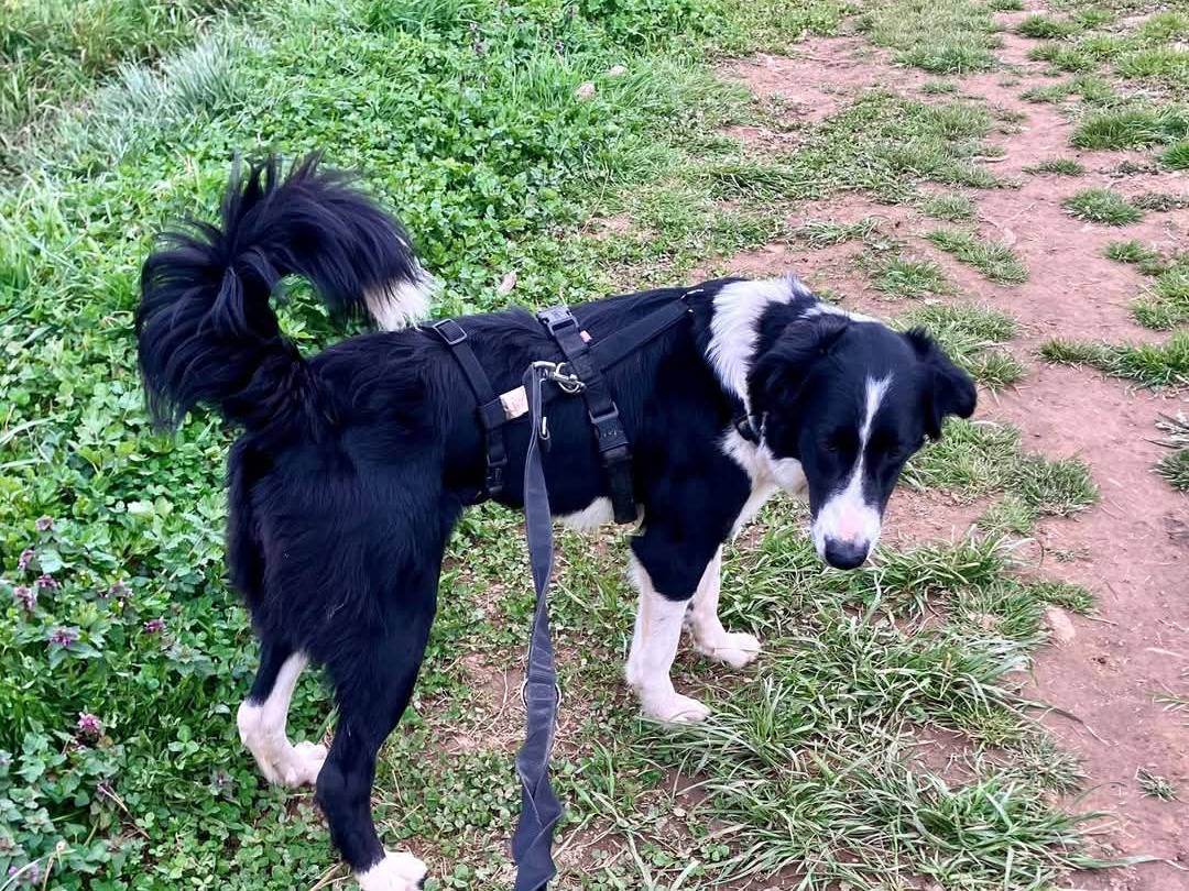 Adotta il cane Jolie a Milano