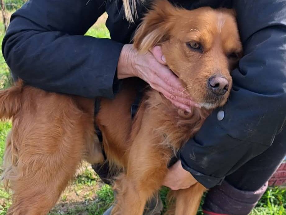 Adotta un cane, maschio, 2 anni  e 11 mesi , Milano