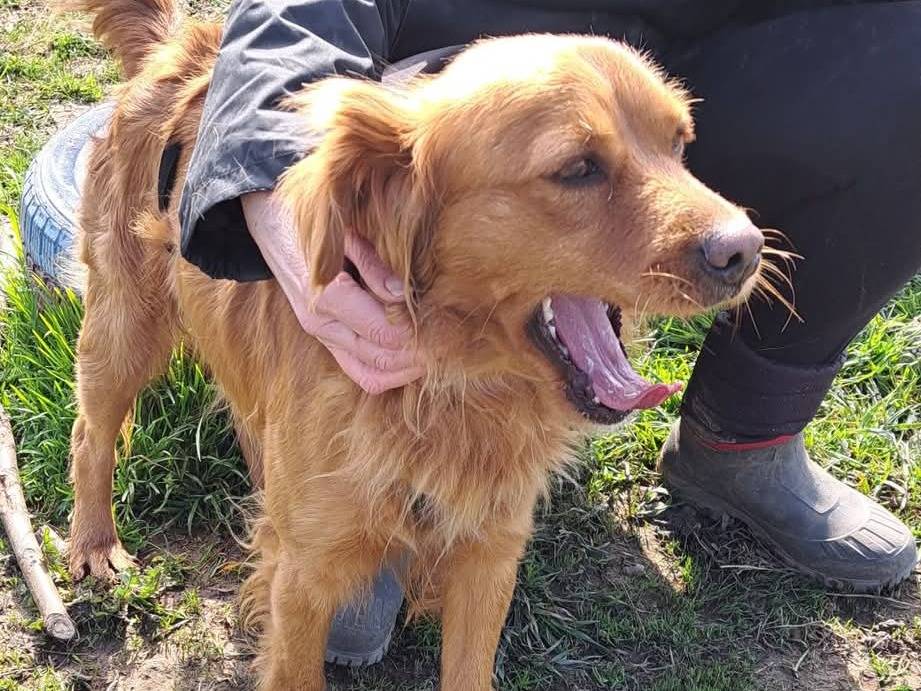 Adotta un cane, taglia media contenuta, maschio, Milano