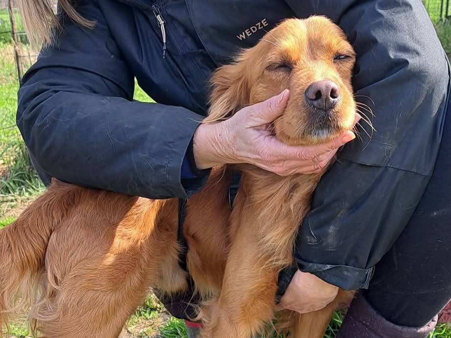 Vuoi adottare un cane a Milano?