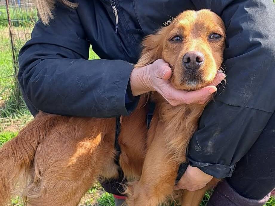 Adotta il cane Guagliò a Milano