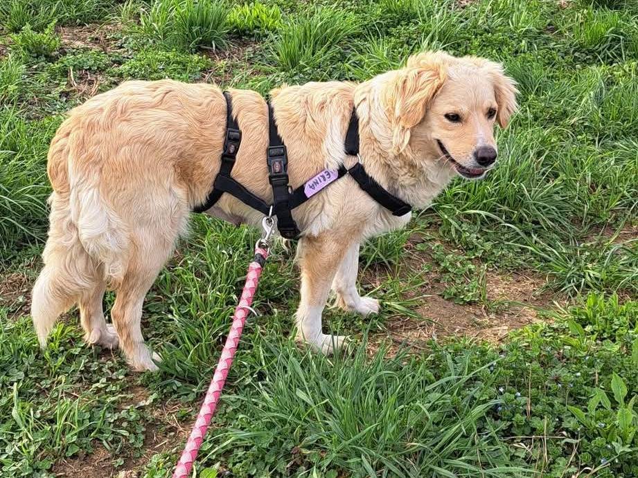 Adotta un cane, femmina, 3 anni  e 7 mesi , Milano
