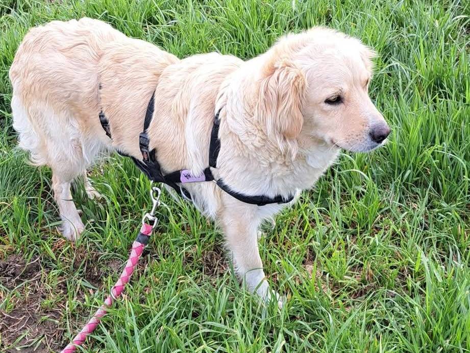 Adotta un cane, taglia media, femmina, Milano