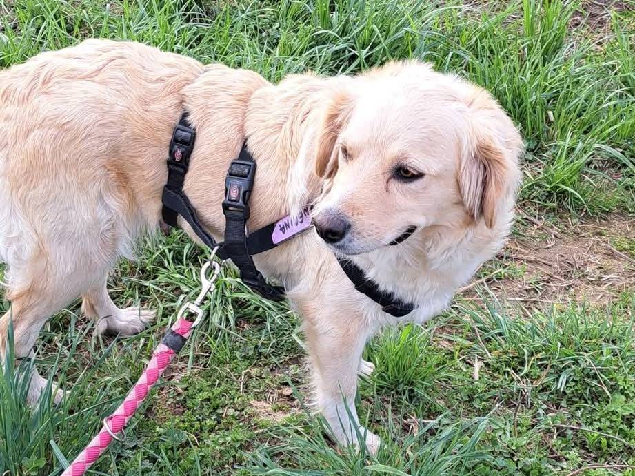 Vuoi adottare un cane a Milano?