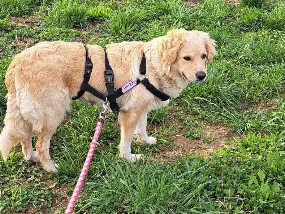 Adotta il cane Megan a Milano