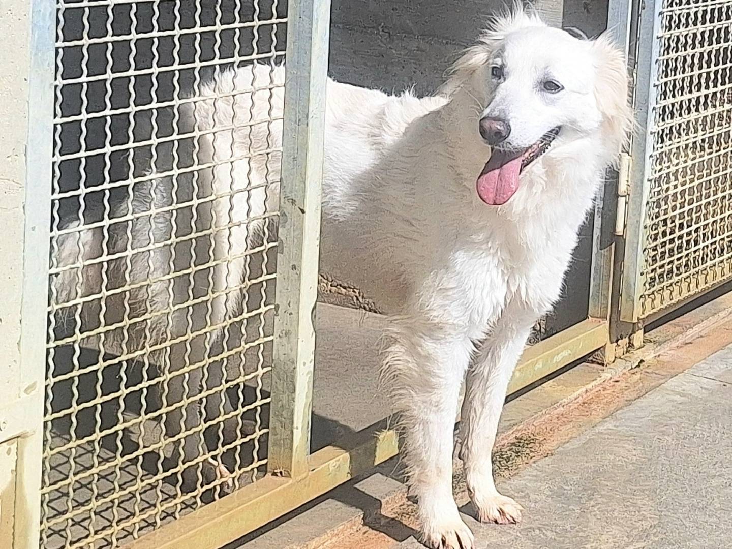 Adotta un cane, femmina, 1 anno e 2 mesi , Teramo