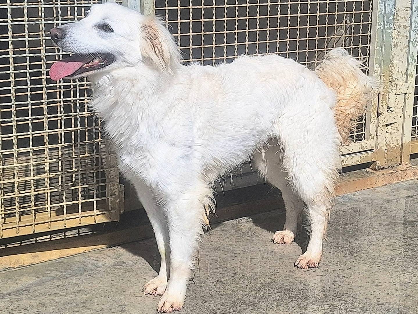 Vuoi adottare un cane a Teramo?