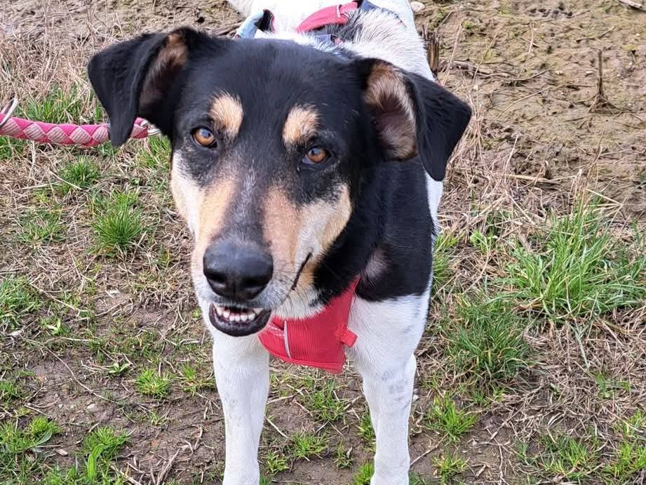 Adotta un cane, femmina, 2 anni  e 10 mesi , Milano