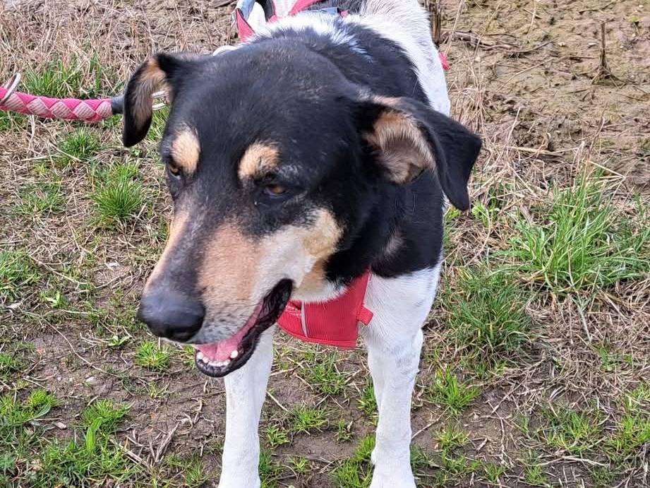 Adotta un cane, taglia media, femmina, Milano
