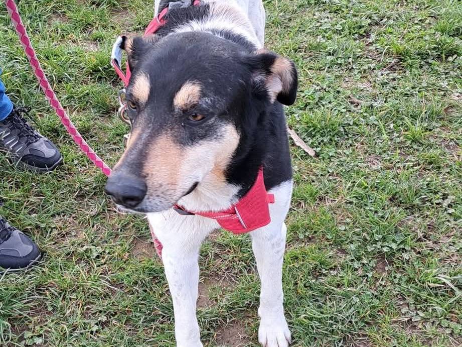 Adotta il cane Ebby a Milano