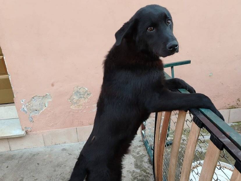 Foto dell'animale
