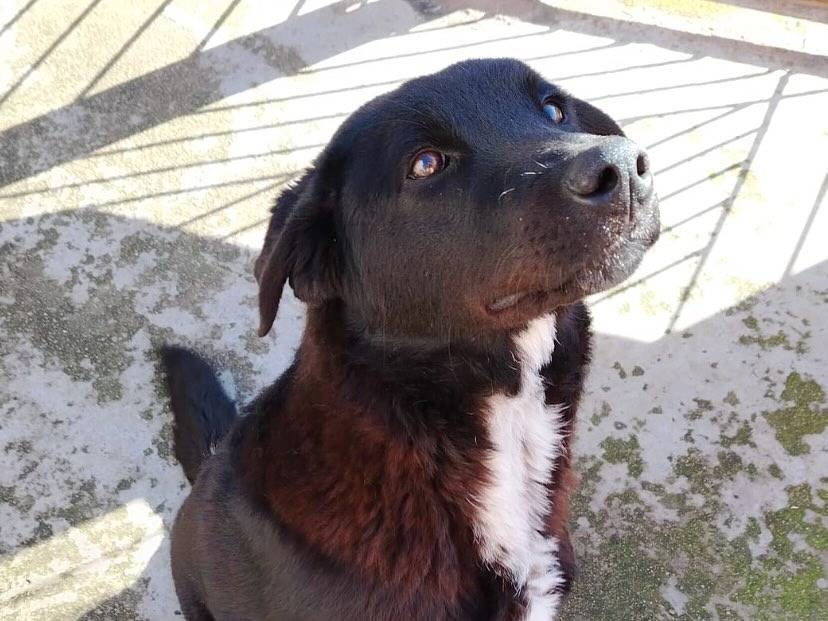 Adotta un cane, taglia media, maschio, Latina