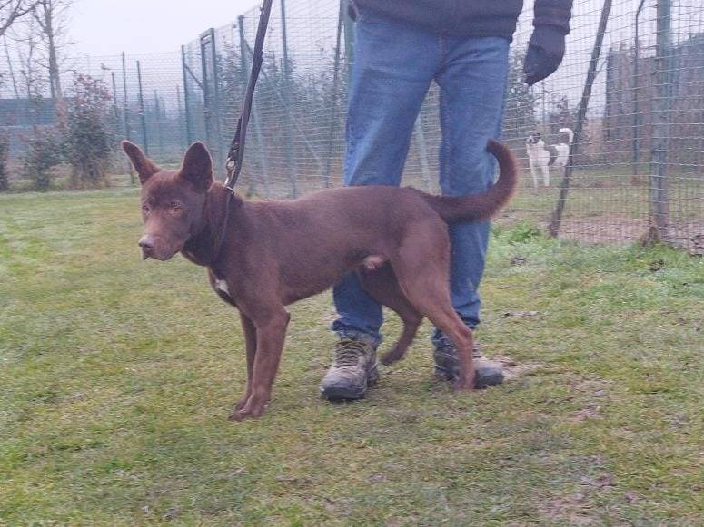 Adozione cane, maschio, Razza sconosciuta Razza sconosciuta, 4 anni  e 3 mesi , taglia media contenuta, Pavia