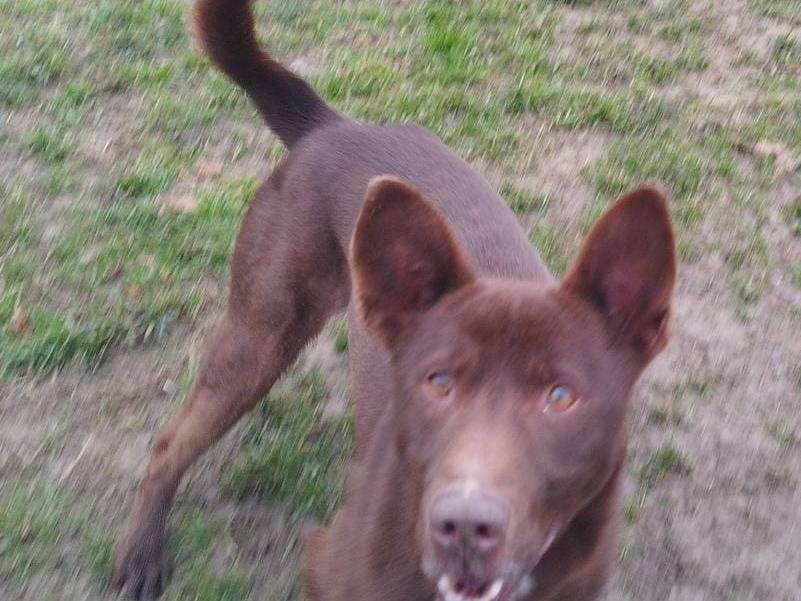 Adotta un cane, maschio, 4 anni  e 5 mesi , Pavia