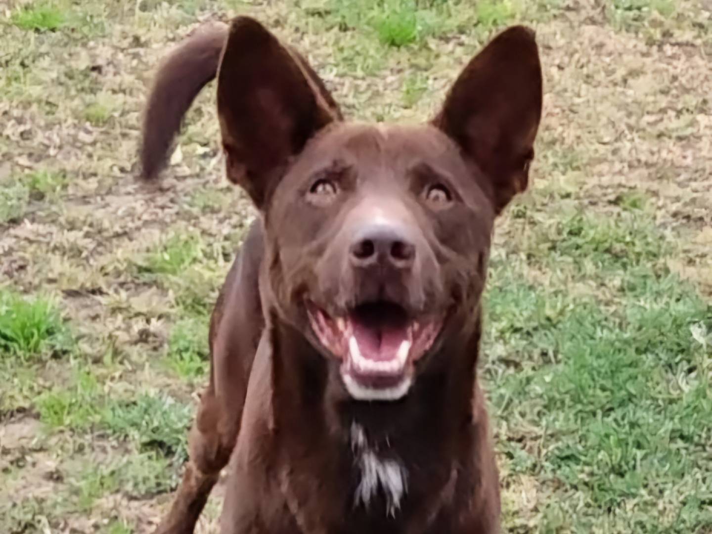 Adotta un cane, taglia media contenuta, maschio, Pavia