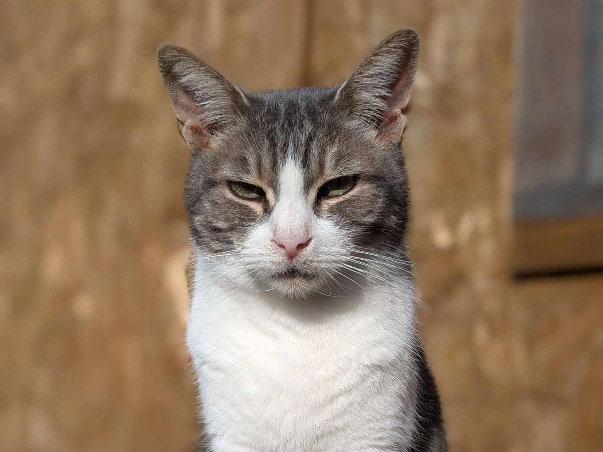 Foto dell'animale