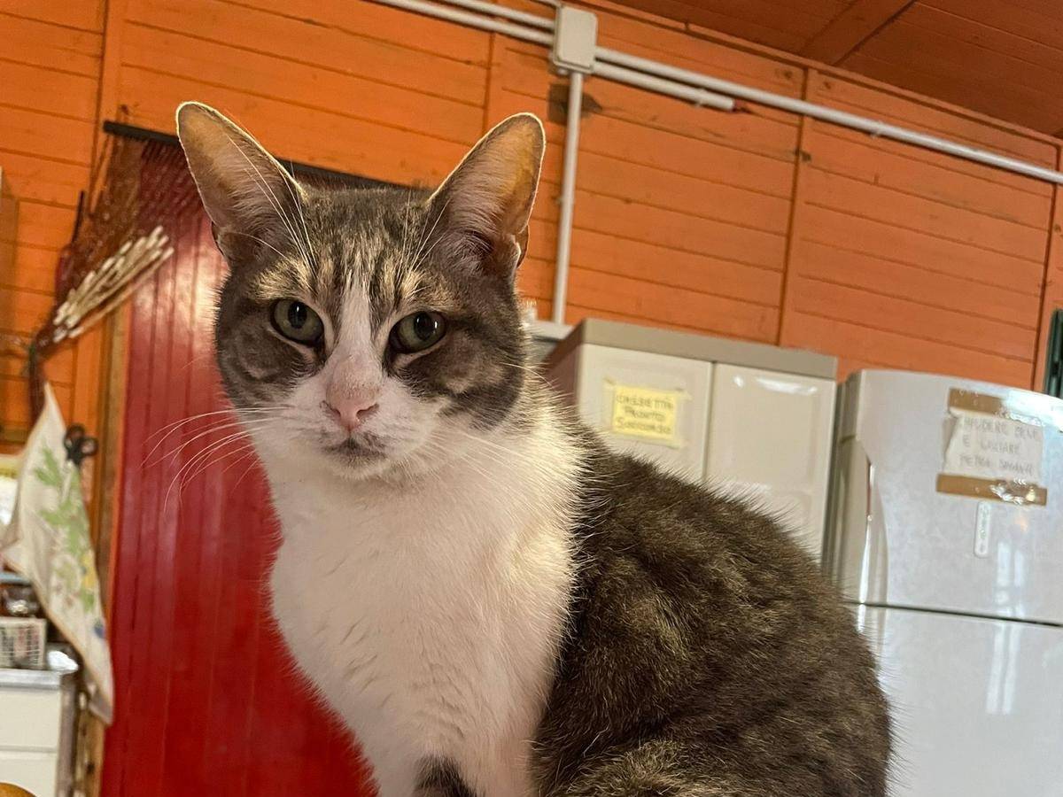 Adozione gatto, maschio, Razza sconosciuta Razza sconosciuta, 6 anni e 9 mesi, taglia non valida, Parma