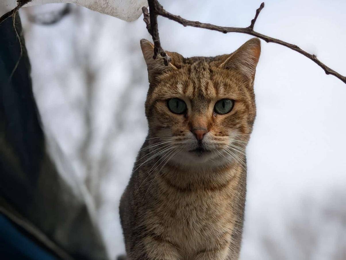 Foto dell'animale
