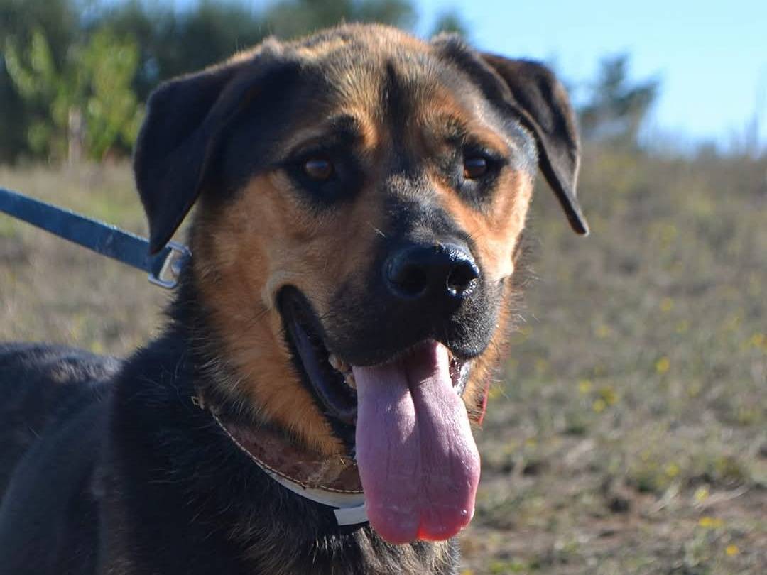 Adotta un cane, maschio, 8 anni  e 1 mese, Pisa