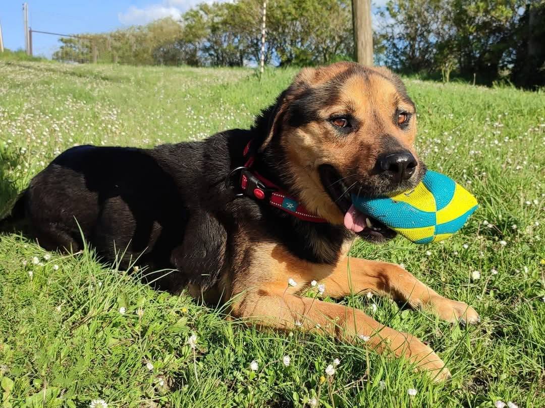 Adotta un cane, taglia media, maschio, Pisa