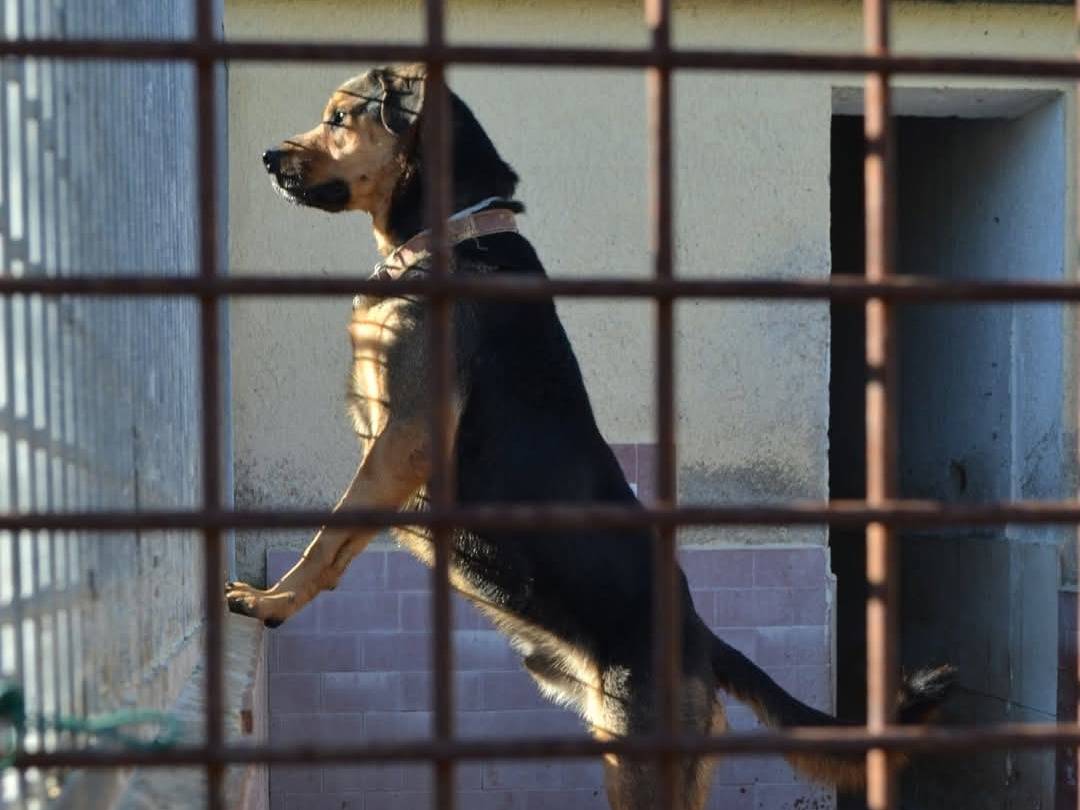 Vuoi adottare un cane a Pisa?