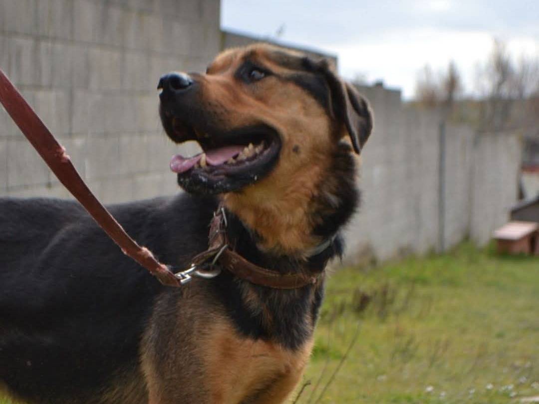 Adotta il cane Eros a Pisa