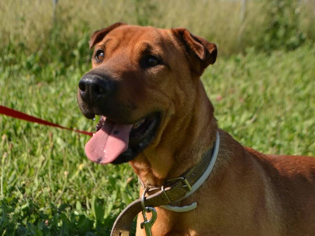 Adotta un cane, taglia media, maschio, Pisa