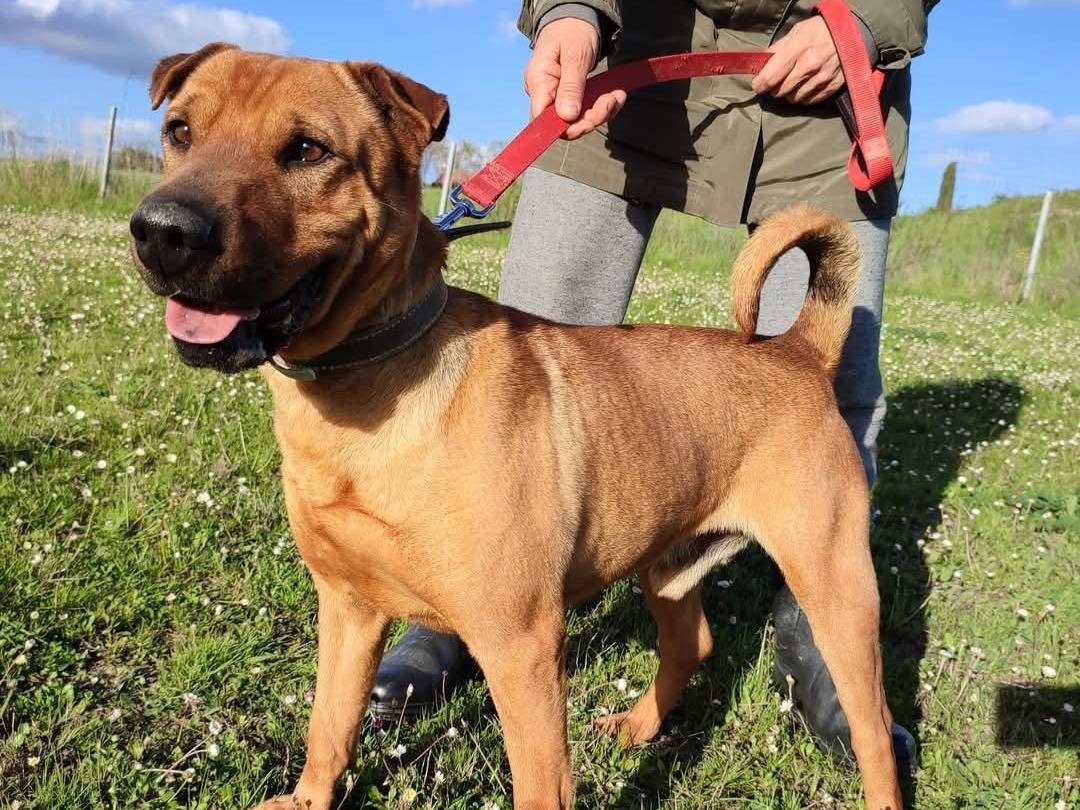 Vuoi adottare un cane a Pisa?