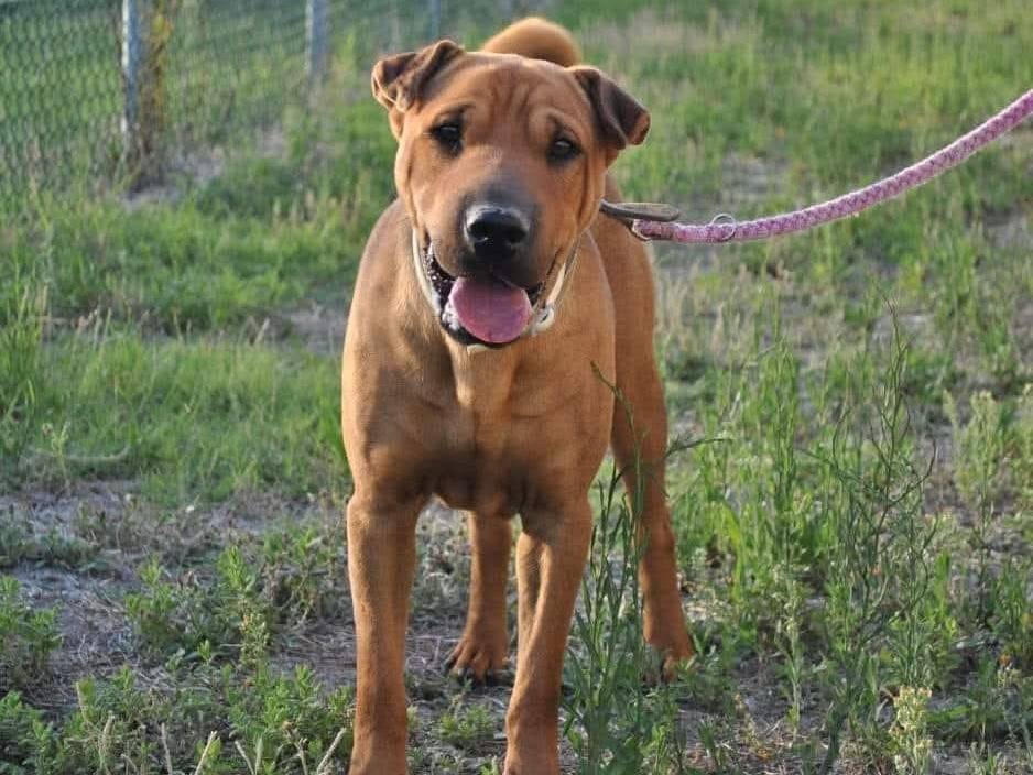 Adotta il cane Sharpi  a Pisa