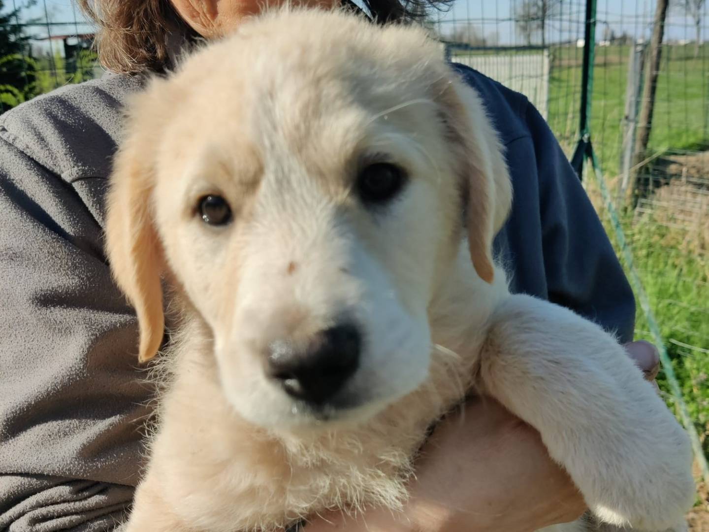 Adozione cane, maschio, Labrador Retriever Razza sconosciuta, 9 mesi, taglia piccola, Piacenza