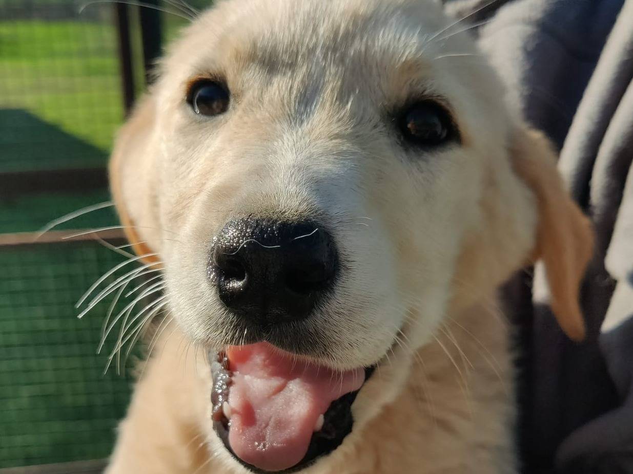 Adozione cane, femmina, Labrador Retriever Razza sconosciuta, 8 mesi, taglia piccola, Piacenza