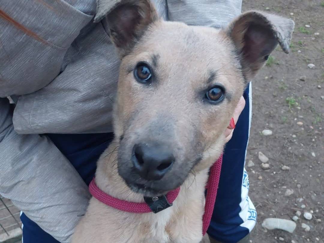 Adozione cane, maschio, Razza sconosciuta Razza sconosciuta, 1 anno e 3 mesi , taglia media contenuta, Milano