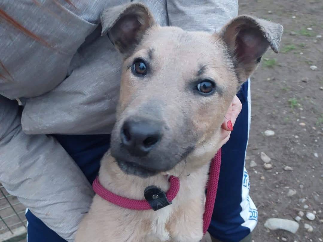 Adotta un cane, maschio, 1 anno e 3 mesi , Milano