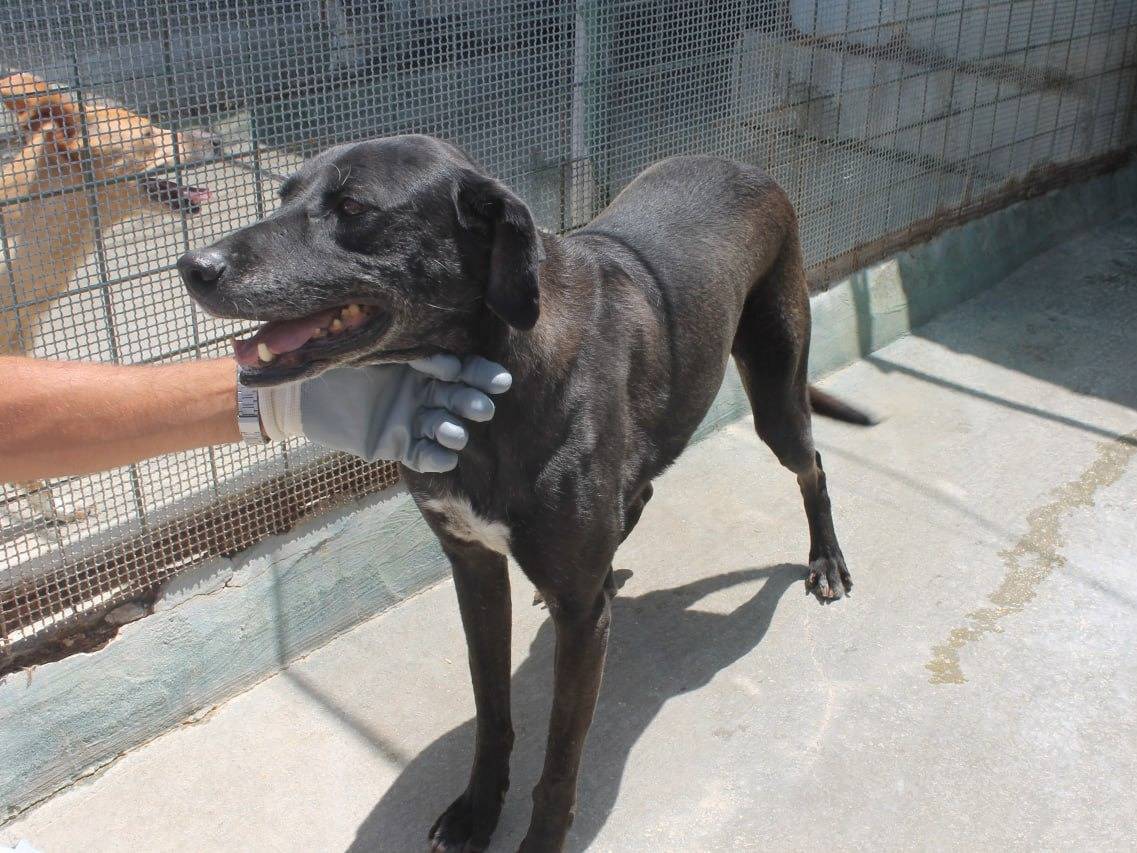 Adotta un cane, taglia media, maschio, Agrigento