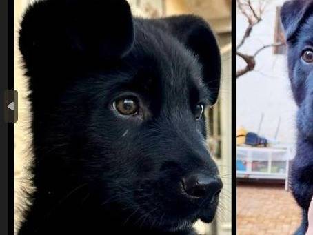 Foto dell'animale