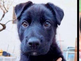 Adotta un cane, maschio, 1 anno e 3 mesi, Verona